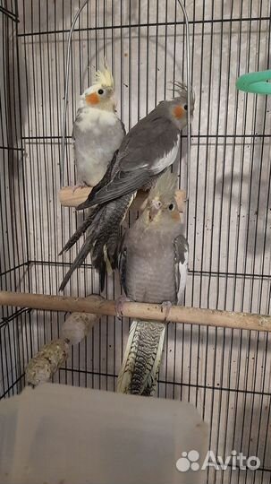 Попугай корелла птенец