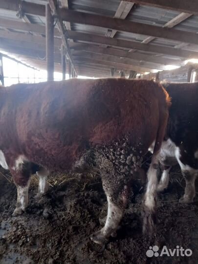 Бык стоячие