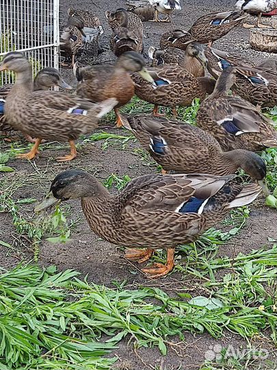 Дикая утка кряква (подсадная)