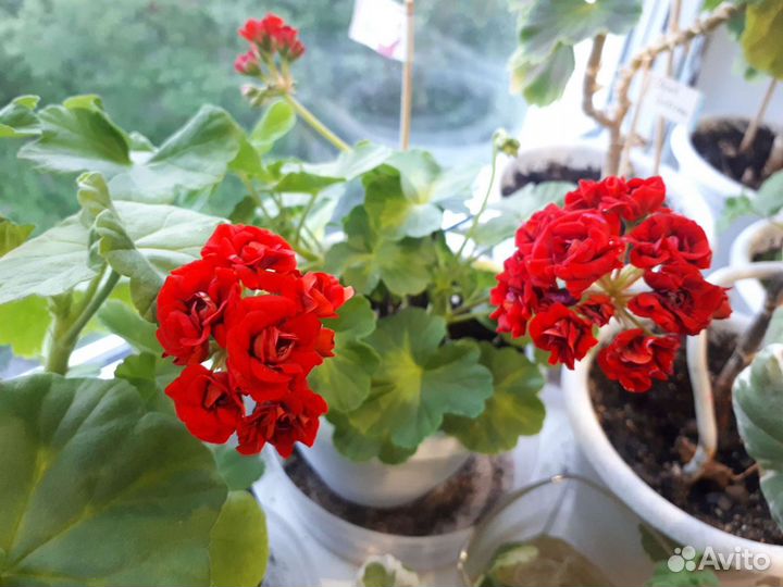 Взрослые сортовые пеларгонии герани