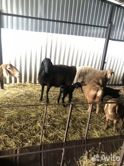 Бараны гиссарские