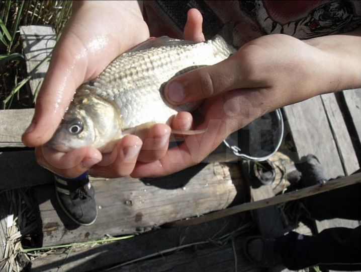 Участок 15 сот. (ИЖС)