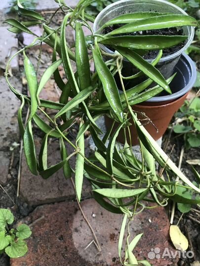 Хойя вайети