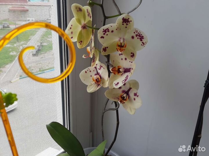 Орхидея