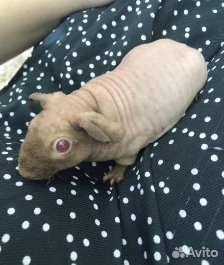 Морская свинка скинни
