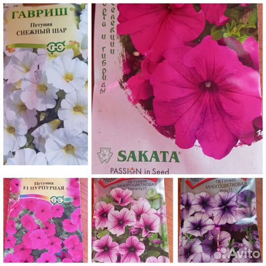 Рассада петуньи