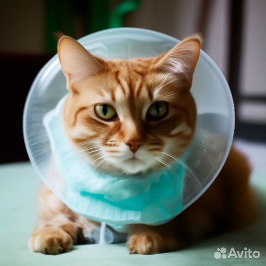 Стерилизация кошек и кастрация на дому