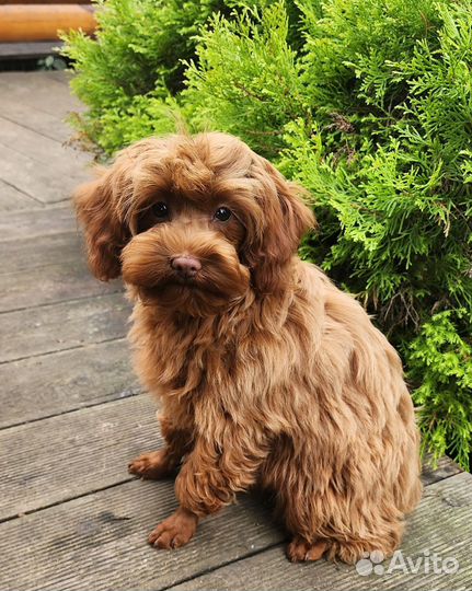 Яркая рыжая орхидея