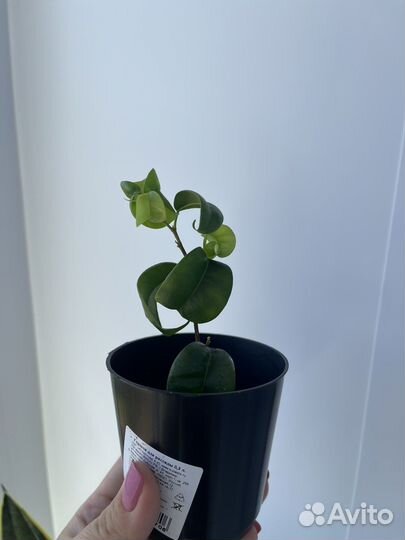 Фикус букле