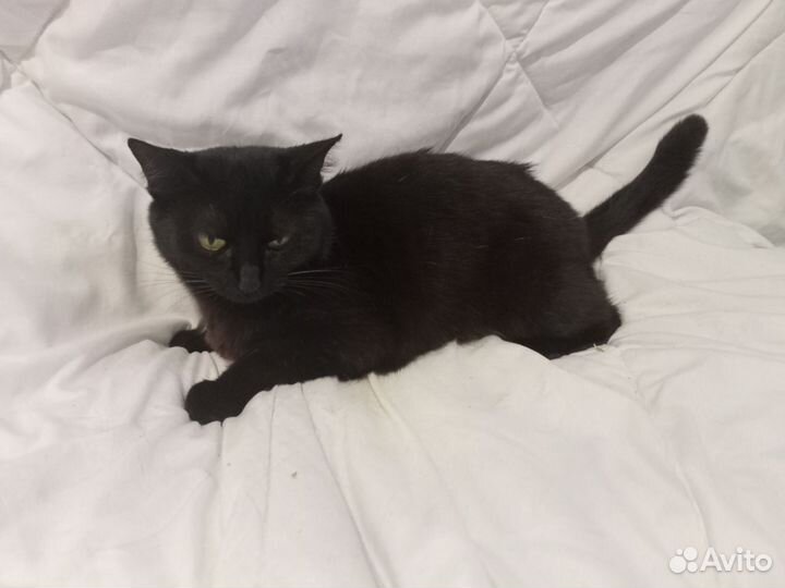 Отдам в добрые руки