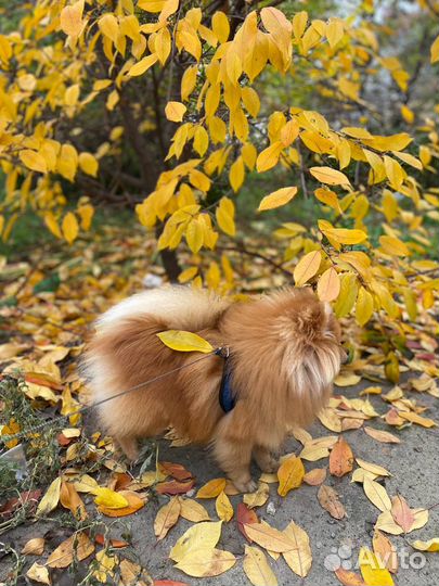 Кобель померанского шпица для вязки