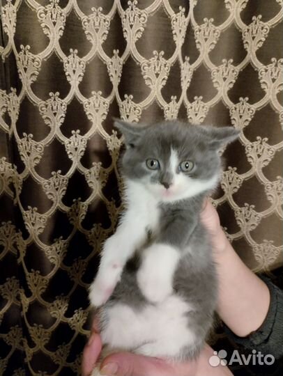 Котята