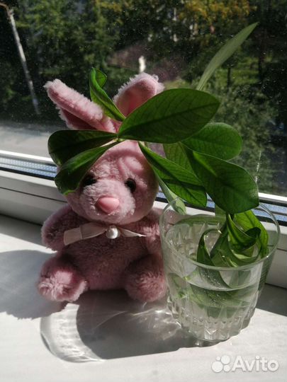 Комнатные растения цветы бесплатно