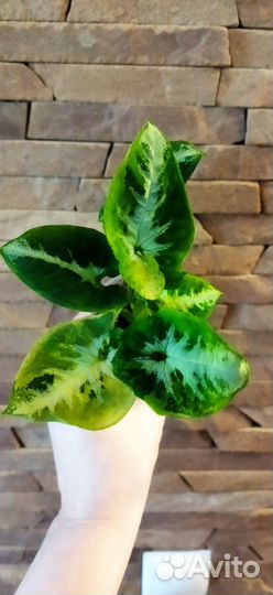 Сингониум яичница