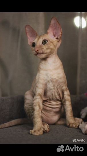 Корниш-рекс