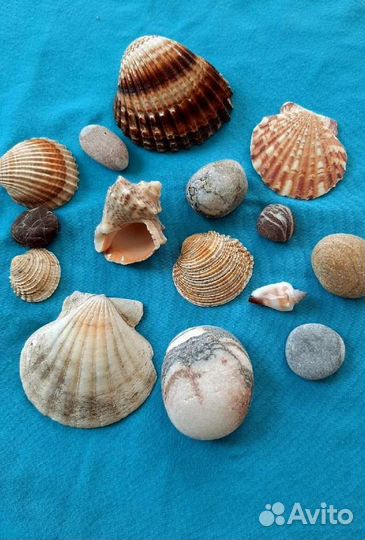 Морские ракушки
