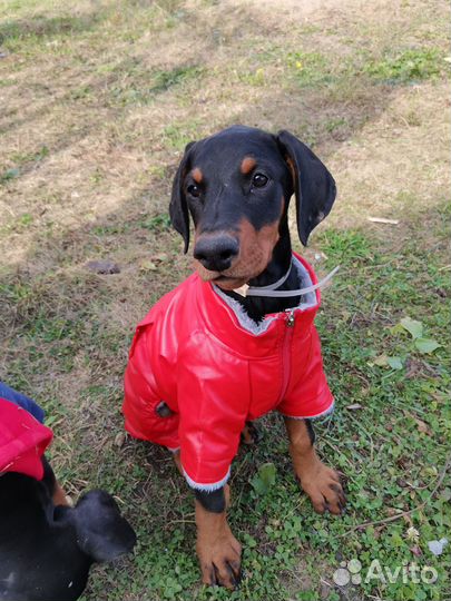 Щенки добермана