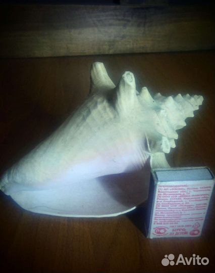Ракушка
