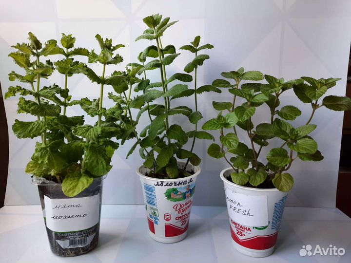 Мята шоколадная, яблочная, мохито, курчавая и др