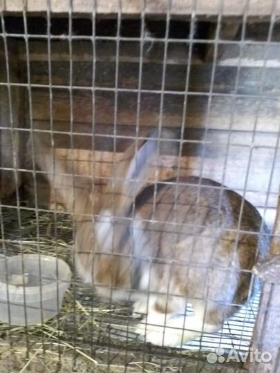 Кролики домашние