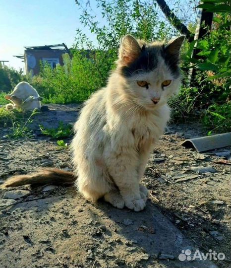 Котики оттуда