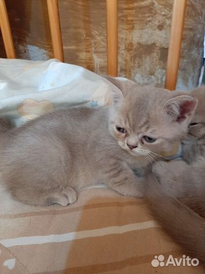 Шотландские котята