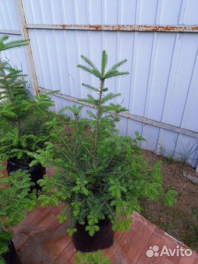 Ель голубая, пихта бальзамическая