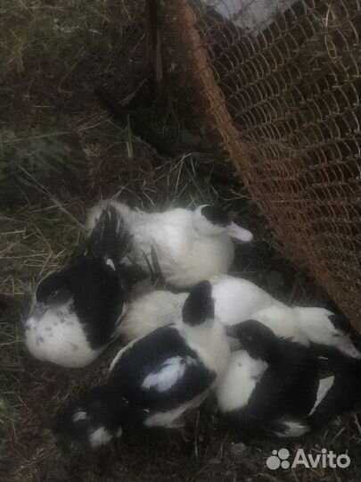 Индоутки на мясо либо на рост