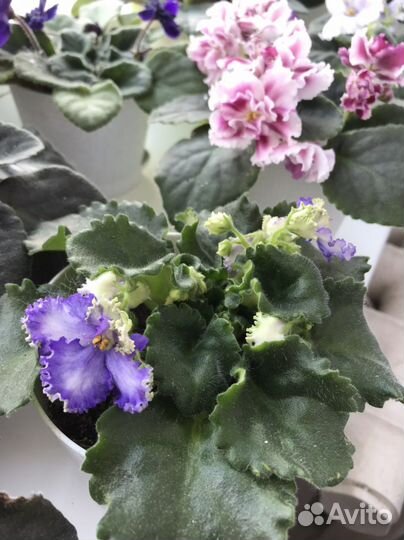 Фиалка махровая сортовая пышная