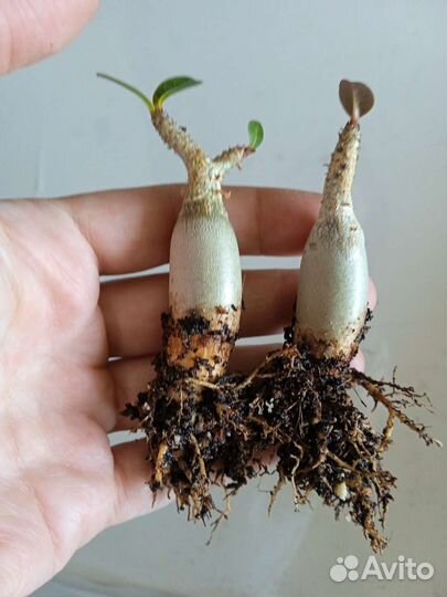 Адениумы сортовые, обесум, арабикум, сокотранум