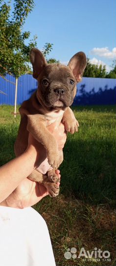 Французский бульдог щенки