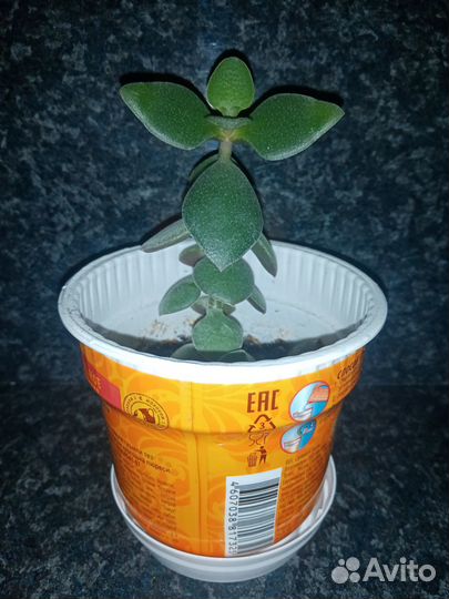 Толстянка Атропурпуреа (Crassula Atropurpurea)