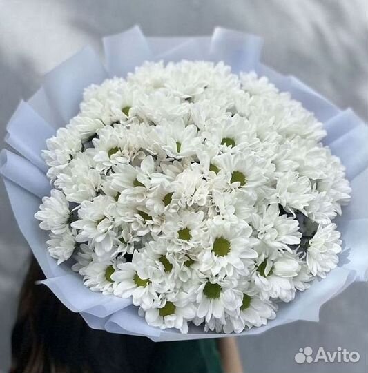 Хризантема