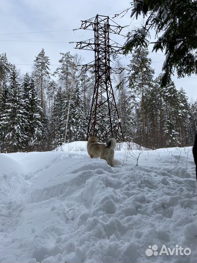 Западносибирская лайка