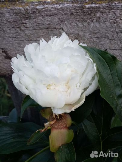 Пион белый сортовой