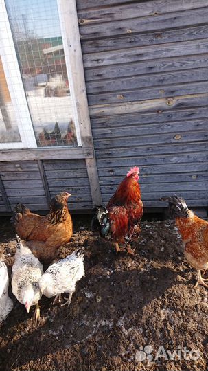 Молодые петушки