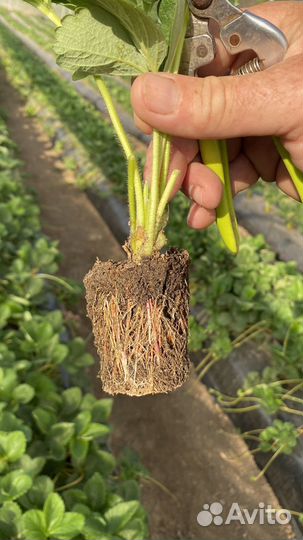 Клубника рассада