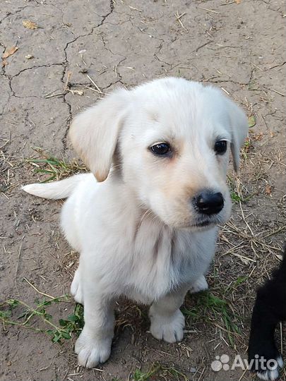 Щенки лабрадора, метисы