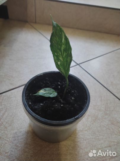 Спатифиллум даймонд