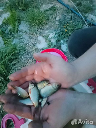 Живец карась