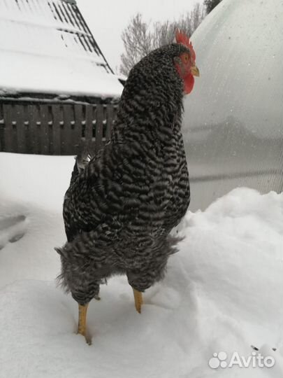 Куры петухи