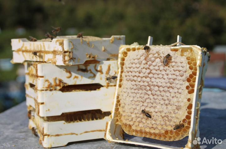 Мёд натуральный из Алтая опт