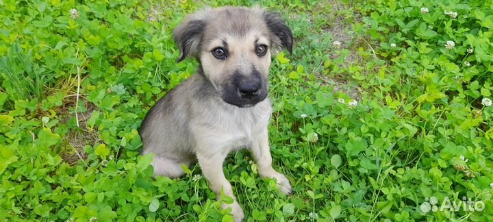 Щенки. Помесь восточноевропейской овчарки