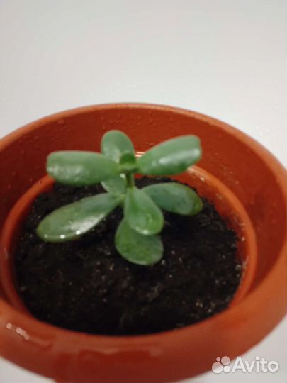 Денежное дерево