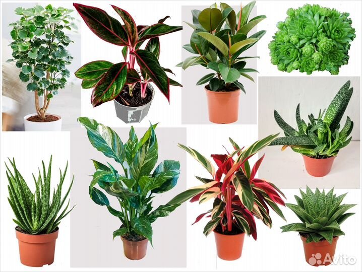 Фикус Аглаонема Суккуленты Строманта Спатифиллум