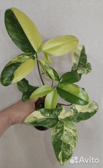 Филодендрон Goeldii variegated