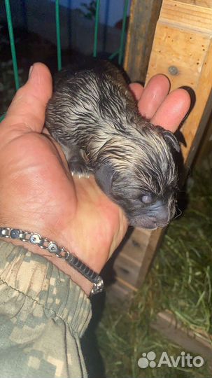 Щенок в добрые руки бесплатно