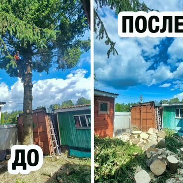 Спил деревьев / Расчистка участка