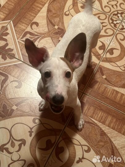 Щенки джек рассел терьер