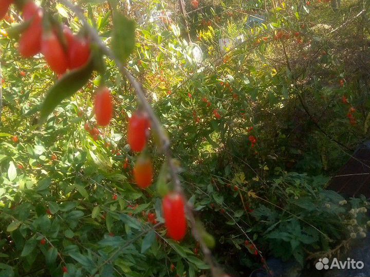 Саженцы полезной ягоды Годжи(Тибетский Барбарис)